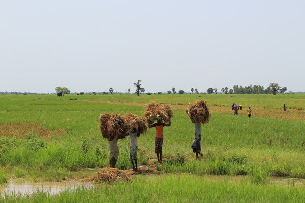 Office-du-Niger